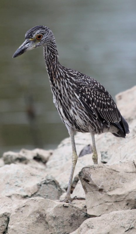  YELLOW-CROWNED NIGHT-HERON (juvenile) a.