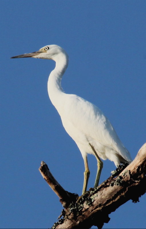  LITTLE BLUE HERON I