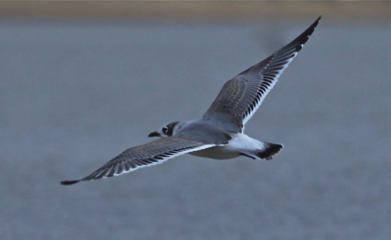  FRANKLINS GULL - in flight