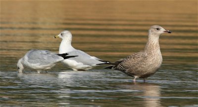 Herring Gull (first winter) & Ring-billed Gulls