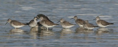  Lesser Yellowlegs & Stilt Sandpipers