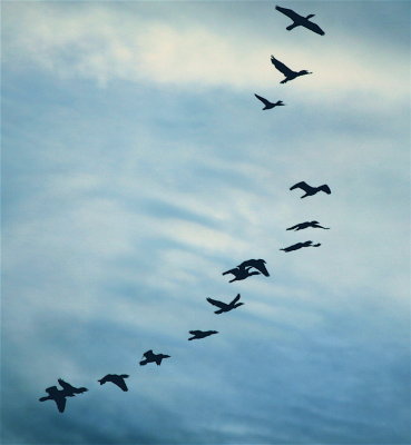  Double-crested Cormorants in flight