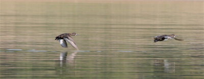  Ring-necked Ducks in flight.jpg
