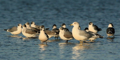 Ring-billed Gull & Franklin's  Gulls