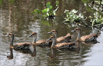  WEST INDIAN WHISTLING DUCKS