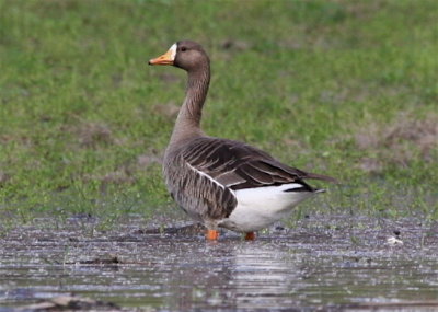 GREATER WHITE-FRONTED GOOSE