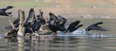  Cormorants Taking Flight.JPG