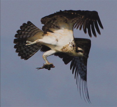 Juvenile Osprey in flight