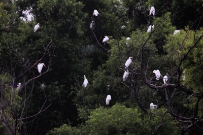 Great Egrets Roosting in Black Willows