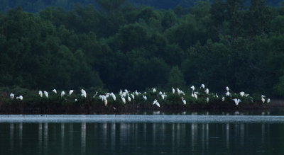 Great egrets, roosting low