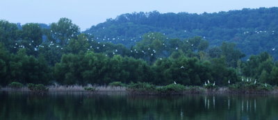  Great Egrets In Flight