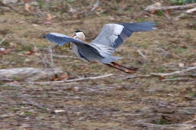 Great Blue Heron in Flight with Catfish