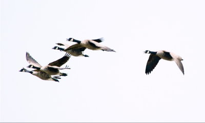 CANADA GEESE - FLYBY