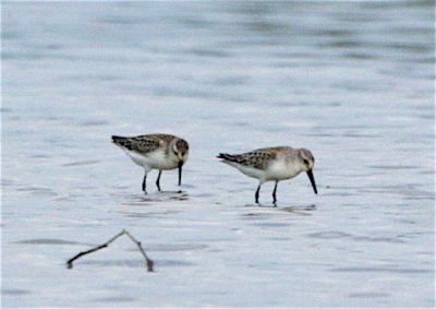  WESTERN SANDPIPERS