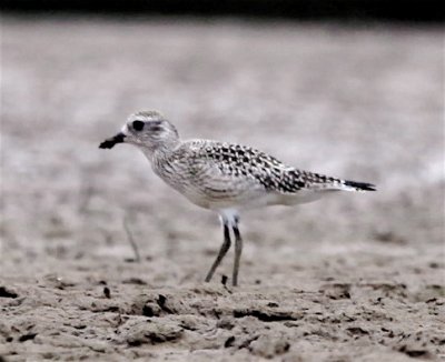 BLACK-BELLIED PLOVER  juvenile