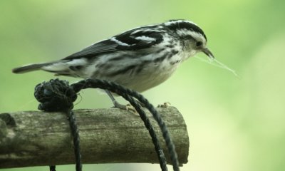  BLACK-AND-WHITE WARBLER - FEMALE