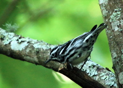  BLACK-AND-WHITE WARBLER - MALE