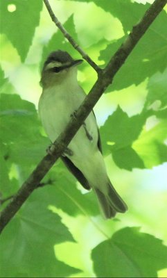  RED-EYED VIREO FLEDGLING