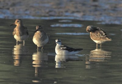 RED-NECKED PHALAROPE & PECTORAL SANDPIPERS
