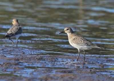  BAIRDS SANDPIPERS