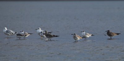 RING-BILLED, FRANKLIN'S, & LAUGHING GULLS