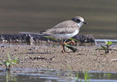 Semipalmated Plover (juv.)