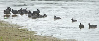  American Coots