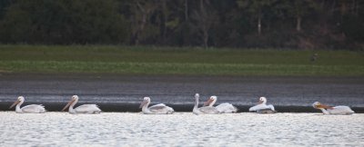 Eight American White Pelicans