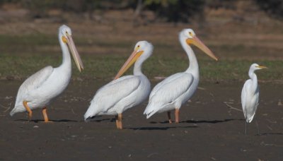 Three Am. White Pelicans with Great Egret