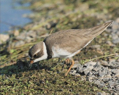  SEMIPALMATED PLOVER