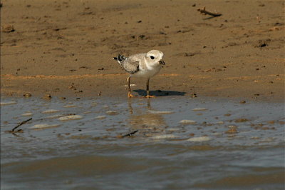   PIPING PLOVER (juvenile)