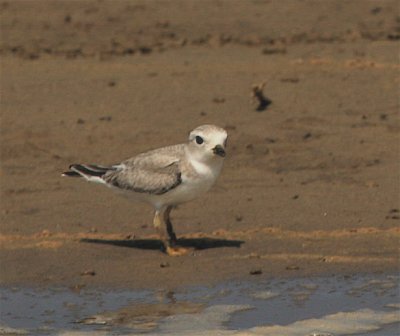  PIPING PLOVER (juvenile)