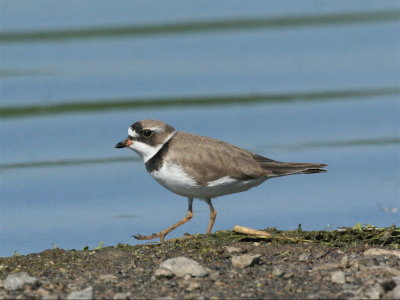  SEMIPALMATED PLOVER (adult)
