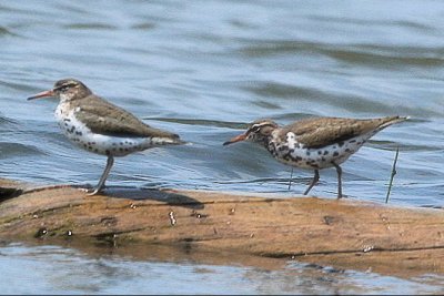 SPOTTED SANDPIPERS