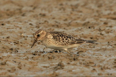  BAIRDS SANDPIPER  (juvenile)