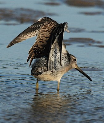  LONG-BILLED DOWITCHER