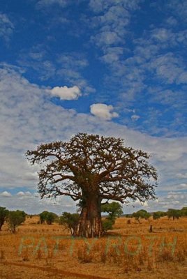 Baobob tree in Tarangire