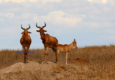 Hartebeest watching a nearby lion