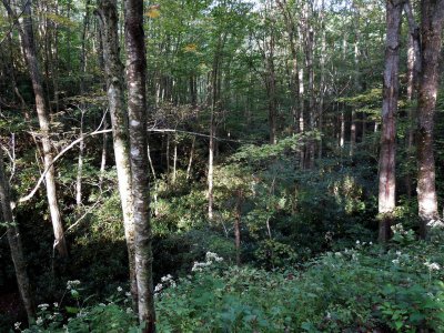 Woods along the Upper Trail