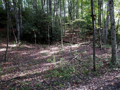 Woods along the Upper Trail