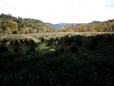 Christmas Tree farm along the Upper Trail
