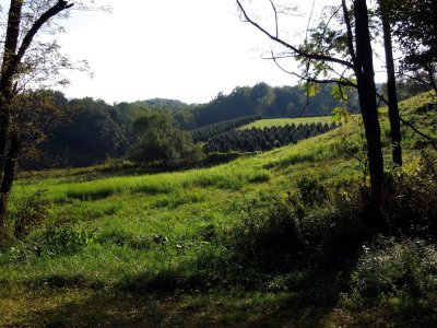 Christmas Tree farm along the Upper Trail