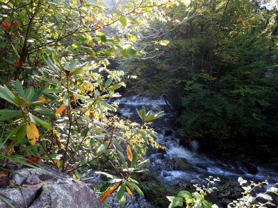 Beautiful stream almost hidden along the Trail