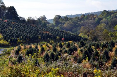Christmas Tree farms everywhere near Whitetop Mtn