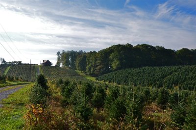 Christmas Tree farms everywhere near Whitetop Mtn