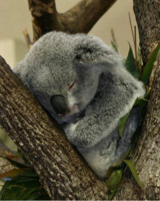 Koala14