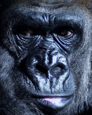 Gorilla Face