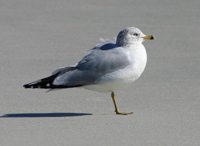 One Legged Gull 