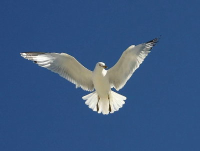 Gull imitating a War Eagle