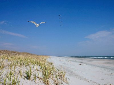Beach & Gulls